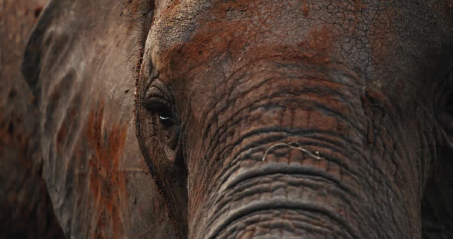 An intimate slow-motion close-up of an elephant's eye, gradually revealing its wrinkled, muddy face and large ear