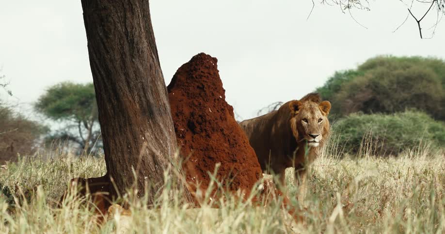 A majestic male lion appears from behind a large termite mound to join his pride in the African savanna