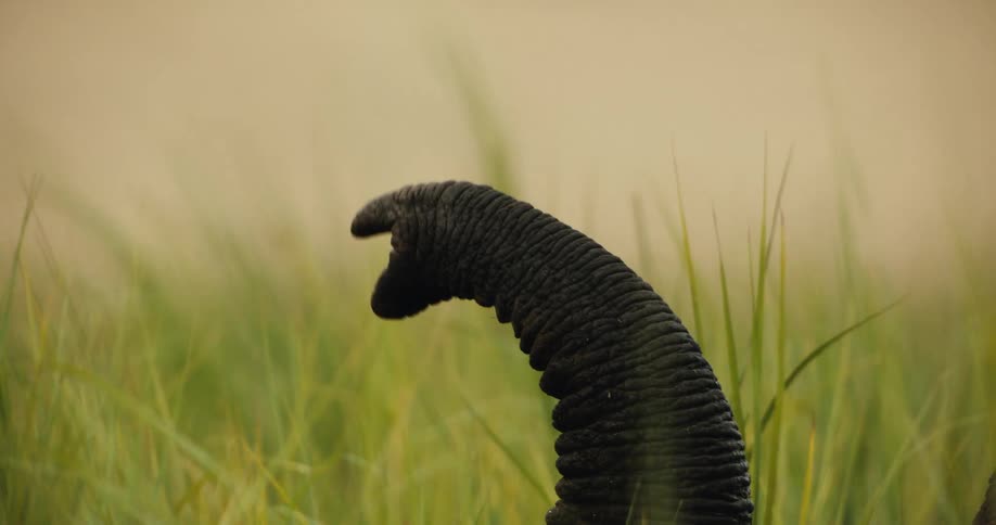A close-up of an elephant's trunk sniffing the air above the tall green grass