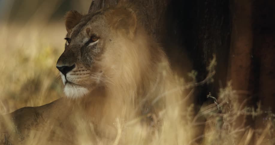 A young male lion with a growing mane rests in the shade of a tree in the tall golden grass of the savanna