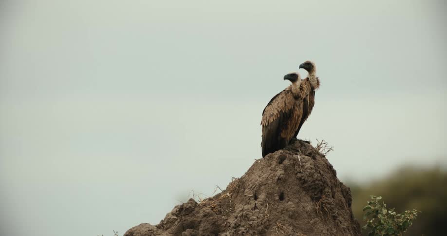 Two watchful vultures perched together on a large termite mound, surveying the surrounding savanna under an overcast sky