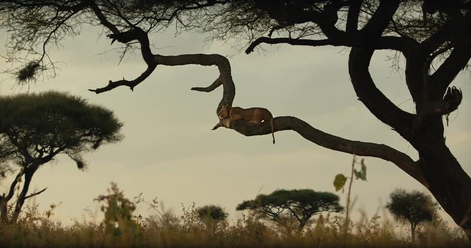 A serene lioness rests comfortably on a gnarled tree branch in the vast African savanna at dusk