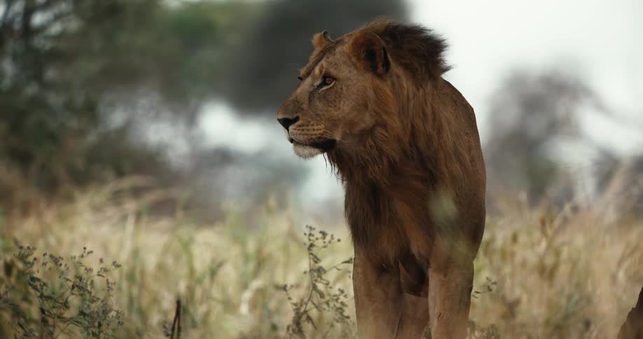 Cinemagraph of a majestic male lion standing still in the savanna with his mane blowing in the wind