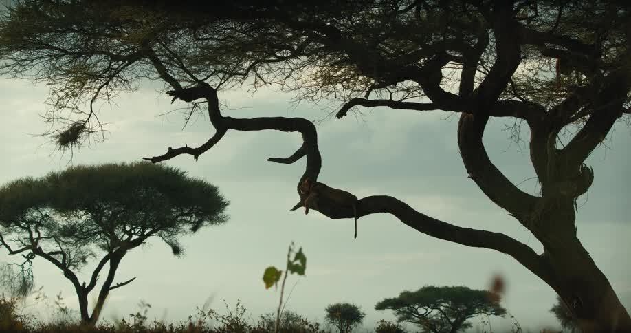A majestic lioness rests peacefully on a silhouetted acacia tree branch in the vast African savanna