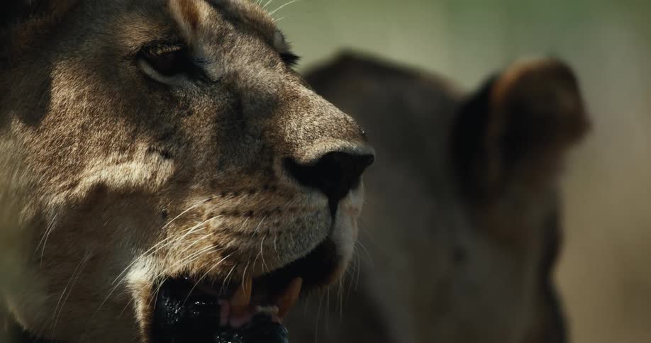 A powerful lioness rests in the shade in an extreme close-up slow-motion shot as flies buzz around her face