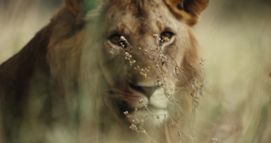 A majestic lion stares intently at the camera from behind tall savanna grass in a slow focus pull