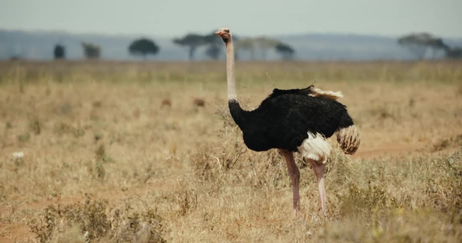 A male ostrich with black and white feathers stands tall in the hot, dry African savanna