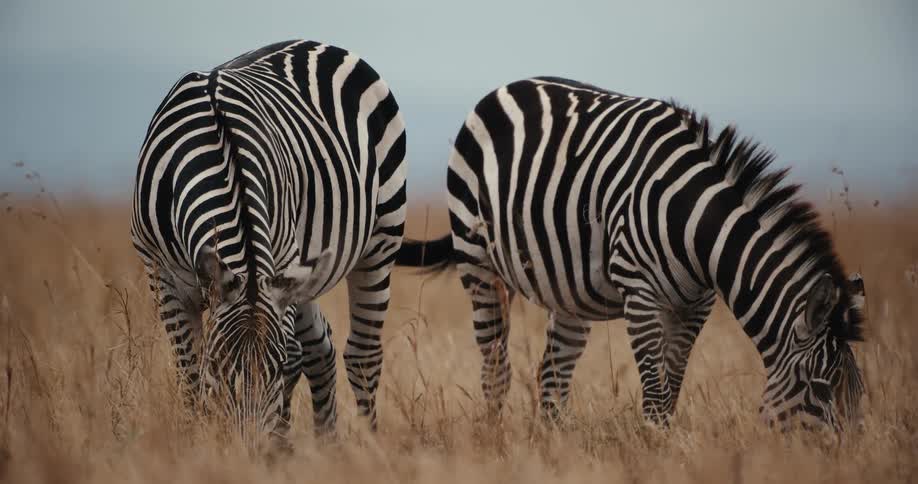 A close-up of two zebras grazing peacefully in the dry, golden grass of the African savanna
