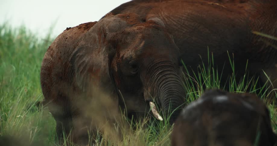 A majestic African elephant covered in mud peacefully grazes on tall green grass in the wild