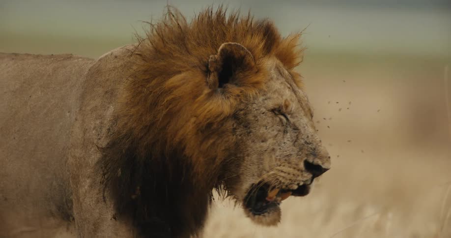 A powerful male lion with a magnificent mane stands panting in the golden savanna grass in a dramatic slow-motion close-up