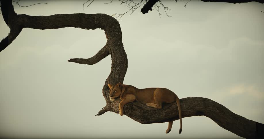 A peaceful lioness rests comfortably on a thick, winding tree branch against an overcast sky