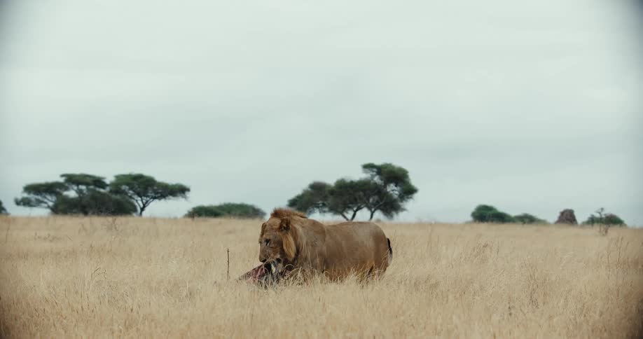 A majestic male lion feeds on its fresh kill in the tall, dry grass of the African savanna on an overcast day