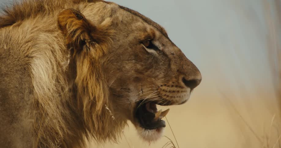 A majestic male lion pants heavily in the African savanna in a slow-motion close-up profile shot