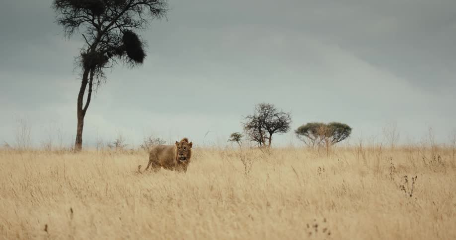 A majestic male lion prowls in slow motion through a dry, golden savanna under a dramatic overcast sky