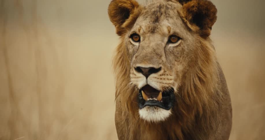 An intense slow-motion close-up of a majestic male lion staring forward in the African savanna