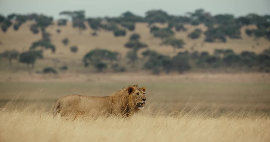 A powerful male lion with a flowing mane stands motionless in the tall golden grass of the African savanna