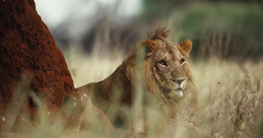 A close-up portrait of a wild male lion resting in the tall grass of the African savanna next to a termite mound