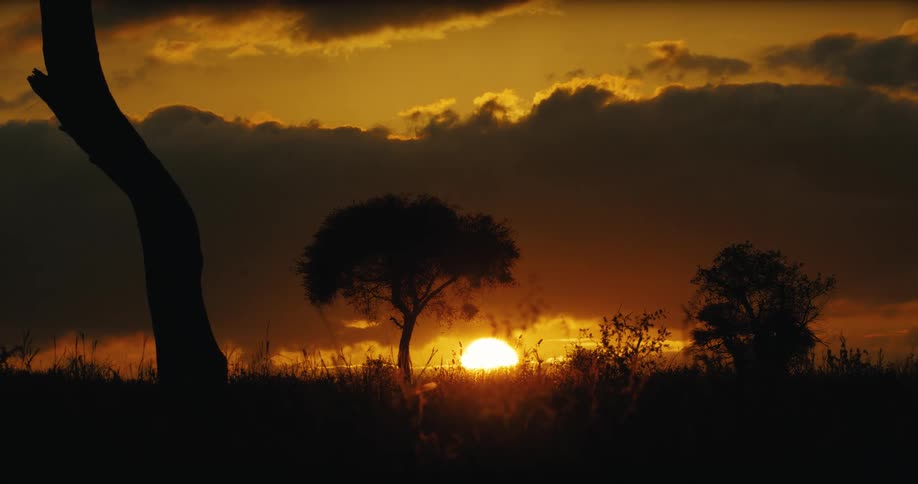 A stunning golden sunset over the African savanna with silhouetted trees against a dramatic cloudy sky