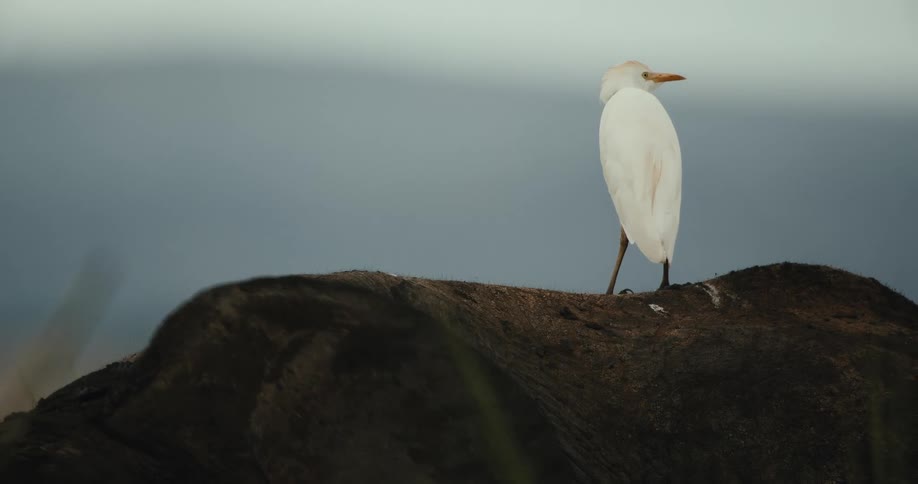 A white cattle egret calmly perches on the back of a rhinoceros against a soft, out-of-focus background