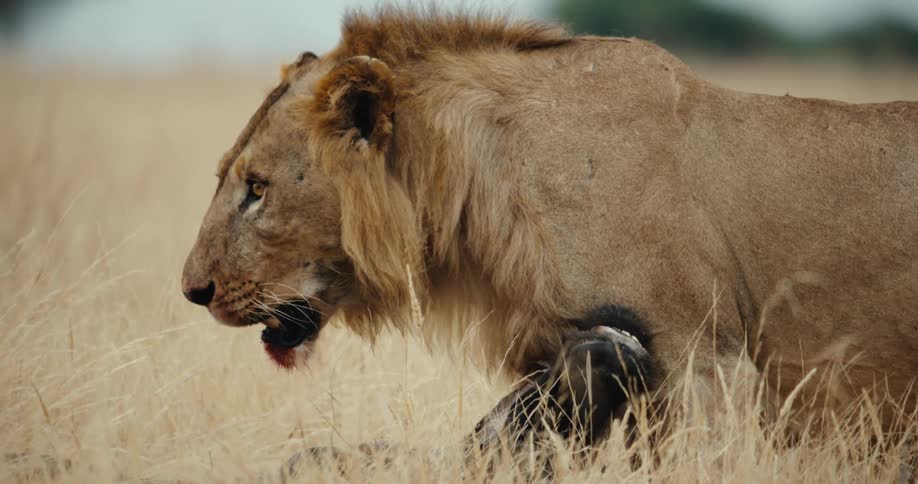 A male lion with a bloody mouth pants while guarding its fresh wildebeest kill in the tall savanna grass