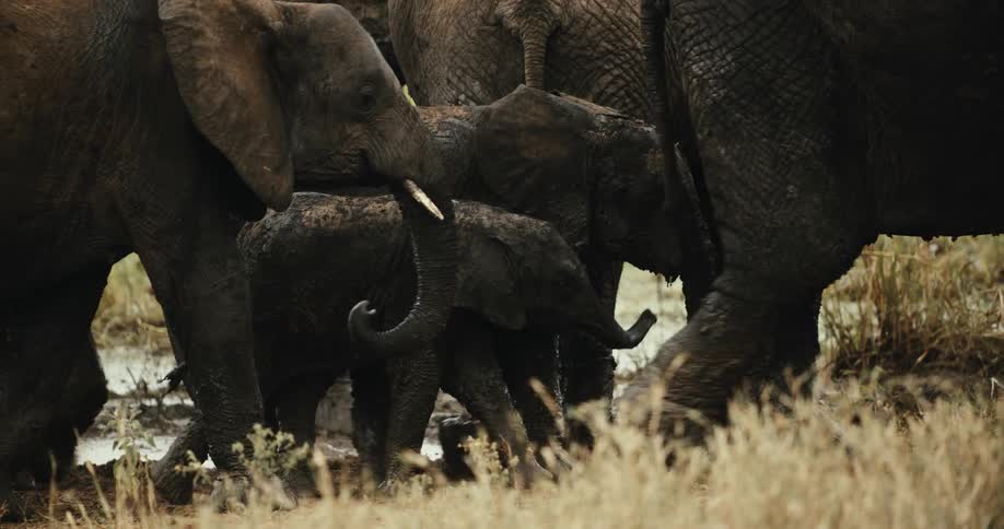 A protective herd of muddy elephants carefully guides a tiny baby calf out of a watering hole