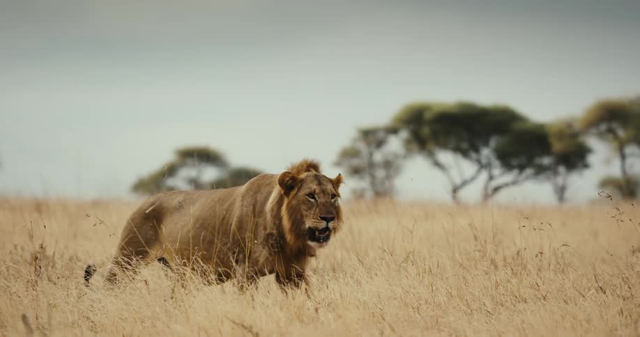 A majestic male lion with a dark mane prowls through the tall golden grass of the African savanna in slow motion
