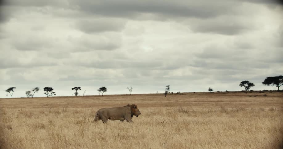 A solitary male lion walks through the tall golden grass of the vast African savanna under a dramatic cloudy sky