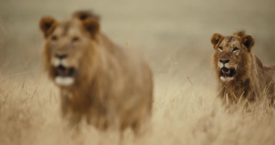 A majestic male lion pants and watches intently from tall, dry grass, with a second lion blurred in the foreground