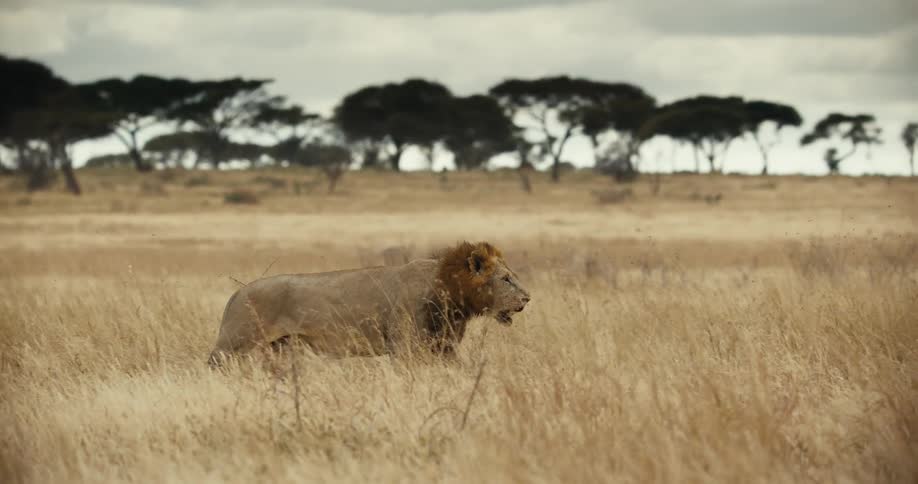 A powerful male lion stalks through the tall golden grass of the African savanna in slow motion