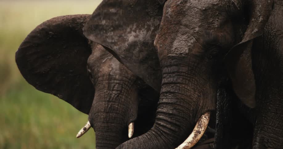 Close up of two muddy African elephants standing together affectionately in a grassy savanna
