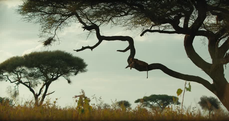 A leopard rests peacefully on the gnarled branch of an acacia tree in the vast African savanna landscape