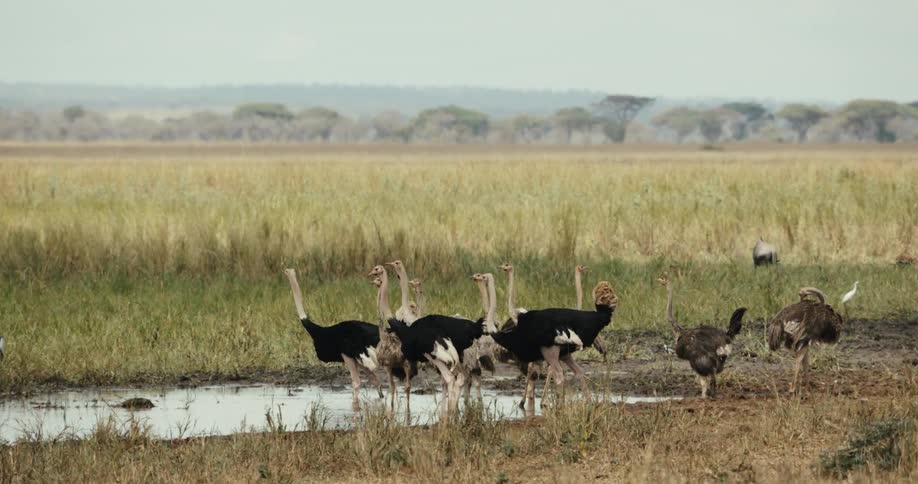 A flock of male and female ostriches gather to drink and preen at a watering hole on the African plains