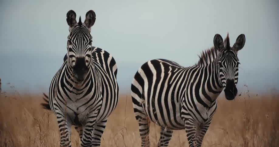 Two majestic zebras stand in a golden-brown savanna, one gazing at the camera while the other grazes in slow motion