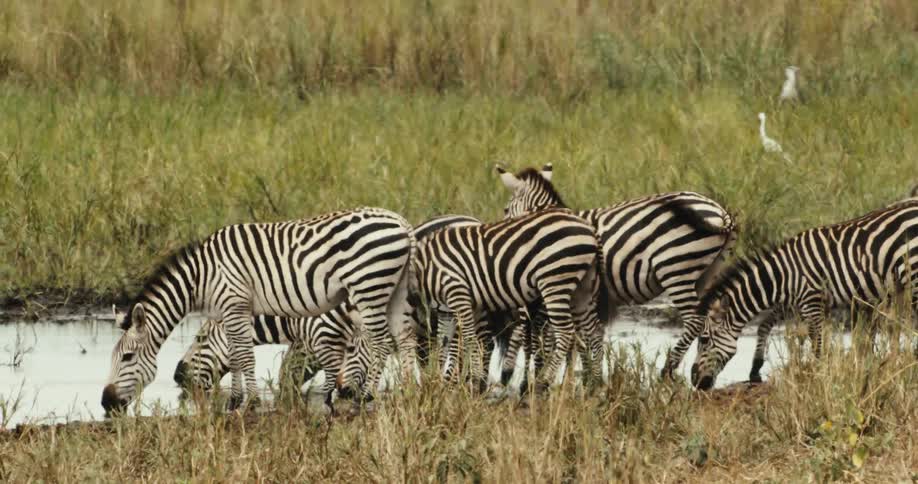 A dazzle of zebras gathers at a watering hole to drink in the African wilderness