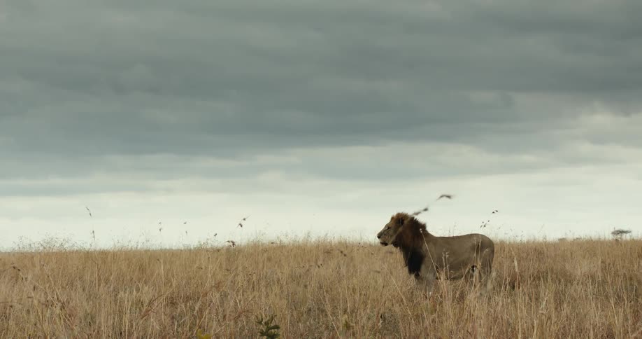 A majestic male lion with a dark mane stands and then sits down in the tall, windy grass of the African savanna under a cloudy sky