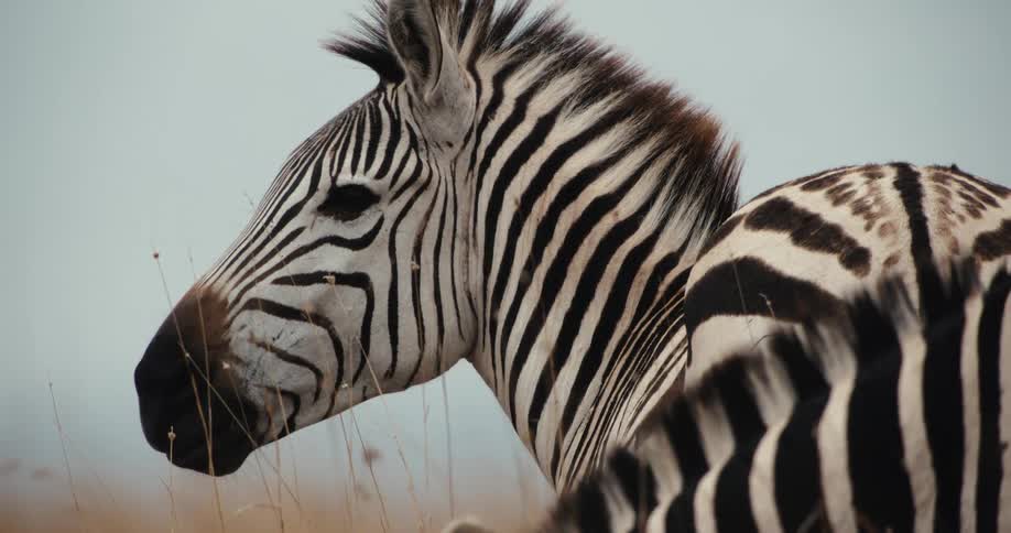 A slow-motion close-up of a zebra and its foal standing together and grazing in the dry grass of the African savanna