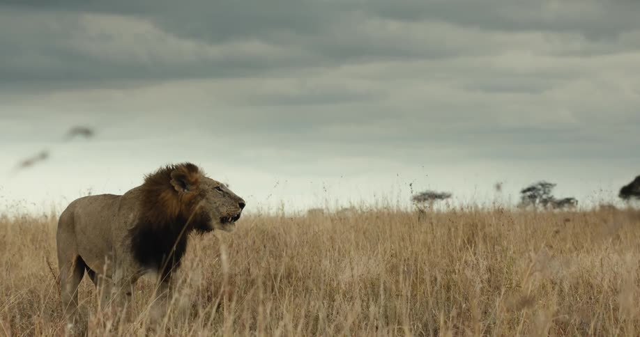 Slow motion shot of a powerful male lion roaring across the grassy plains of the African savanna