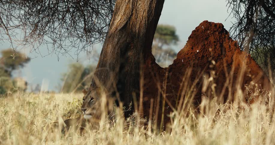 A young lion rests peacefully in the shade of a tree on the African savanna, with tall golden grass in the foreground