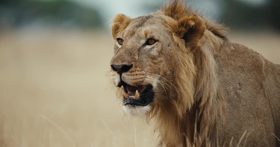 A detailed slow-motion close-up of a majestic male lion panting in the dry savanna grass