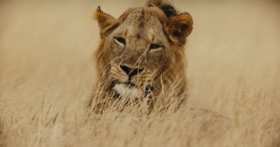 A majestic male lion with a shaggy mane slowly turns its head while resting in the tall golden grass of the savanna