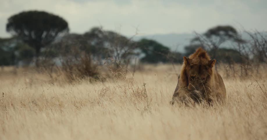 A male lion eats a warthog carcass in the tall golden grasses of the African savanna before dragging it away