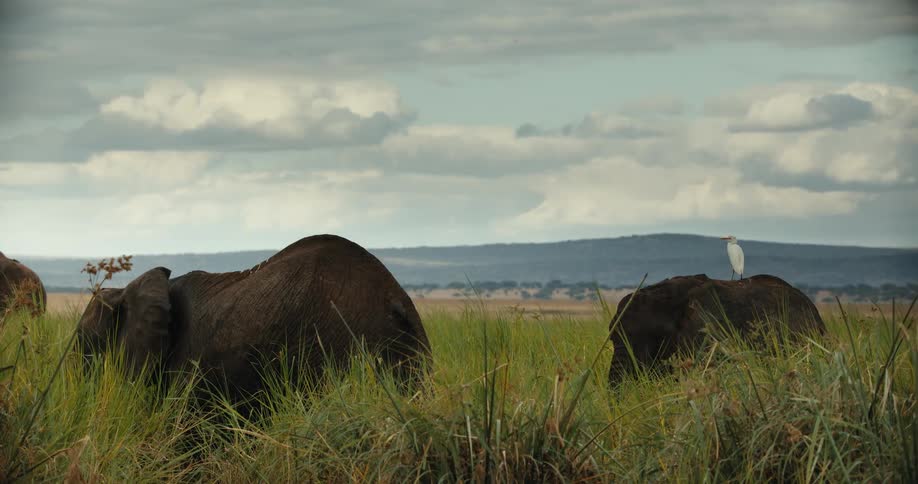 Two African elephants graze in a lush savanna under a vast cloudy sky as a white egret rests on one's back