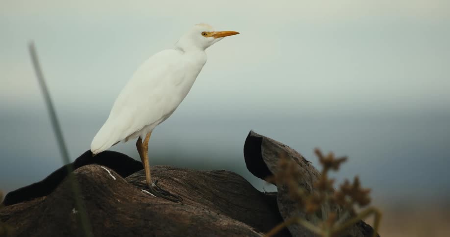 A white Cattle Egret bird perches on the back of a hippopotamus in a serene nature setting