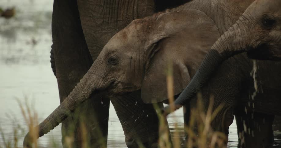 A close up in slow motion shows a baby elephant drinking water from a river while standing next to its mother