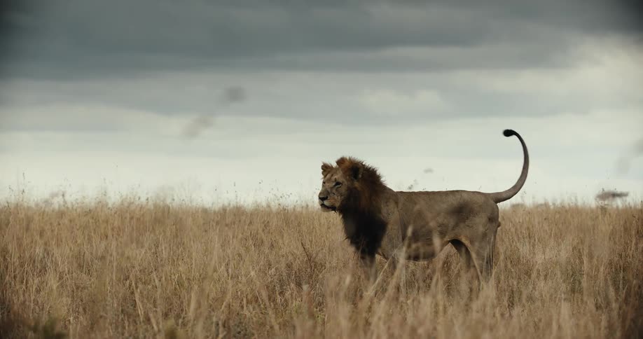 In slow motion, a powerful male lion stands tall in the dry, windy savanna under a dramatic, stormy sky