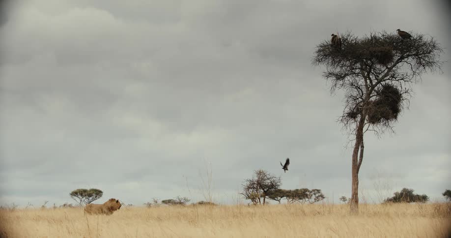 A majestic male lion roars in the vast African savanna as vultures fly from a nearby tree under an overcast sky
