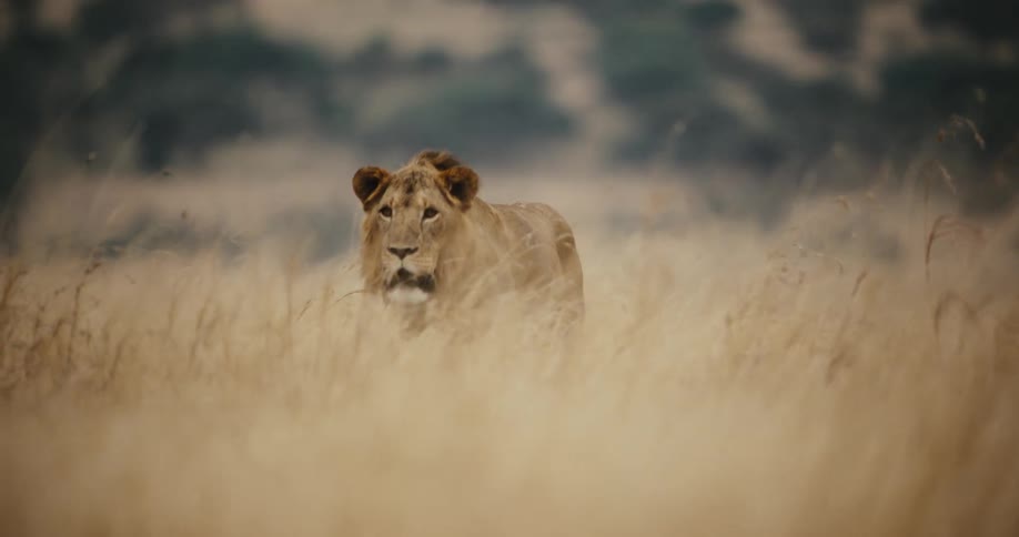A majestic male lion walks in slow motion towards the camera through the tall golden grass of the African savanna