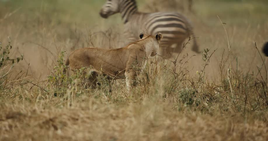 Slow motion footage shows a lioness stalking in the tall grass as a herd of zebras stampedes past