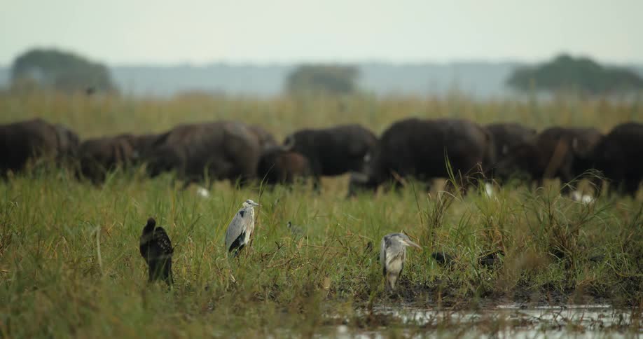 Two grey herons and an ibis stand in a lush wetland while a large herd of water buffalo grazes in the background