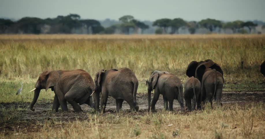 A large family herd of African elephants with their calves gather in the mud on the vast savanna